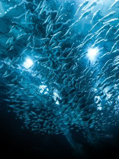 School of fish. Photo by Thiago Casst from Pexels