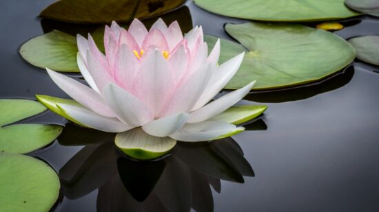 Pristine water lily